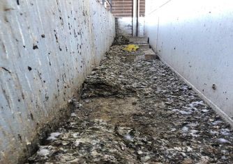  Overlast door duiven